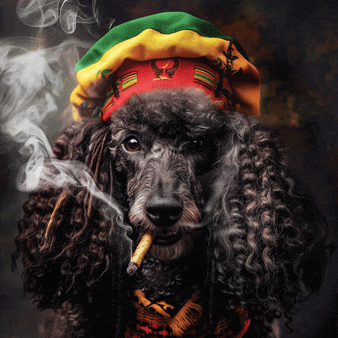 Poodle Roots